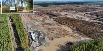 Google illegally cut down 250K trees in Finland for data center, driving wolves into villages and infuriating locals: report