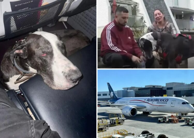 Diabetic Aeroméxico passenger fumes as he’s denied boarding flight with Great Dane service dog