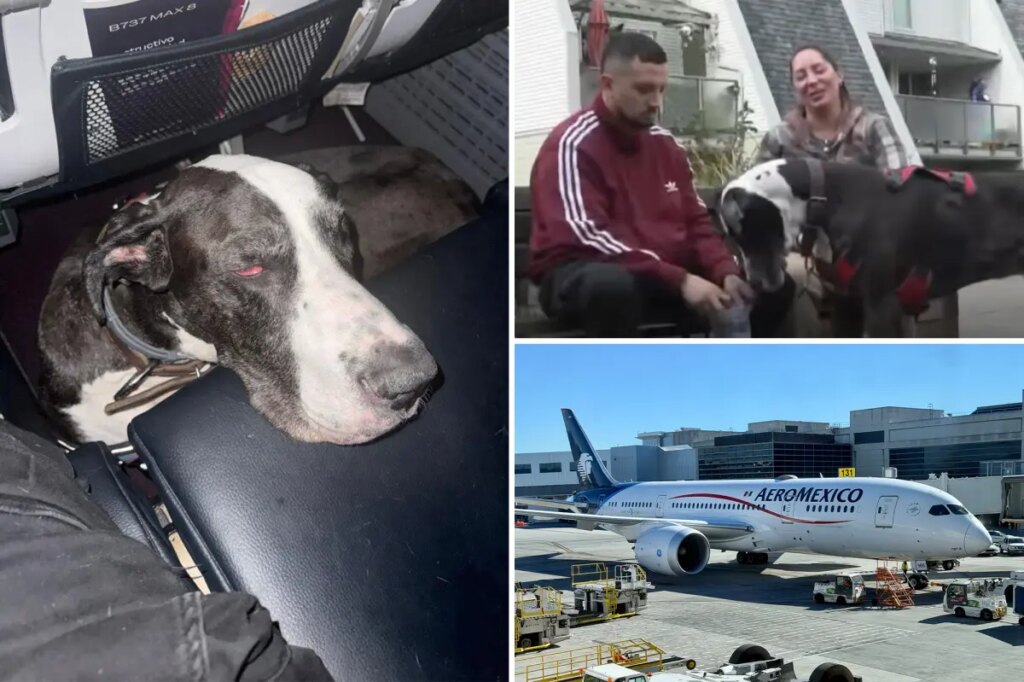 Diabetic Aeroméxico passenger fumes as he’s denied boarding flight with Great Dane service dog