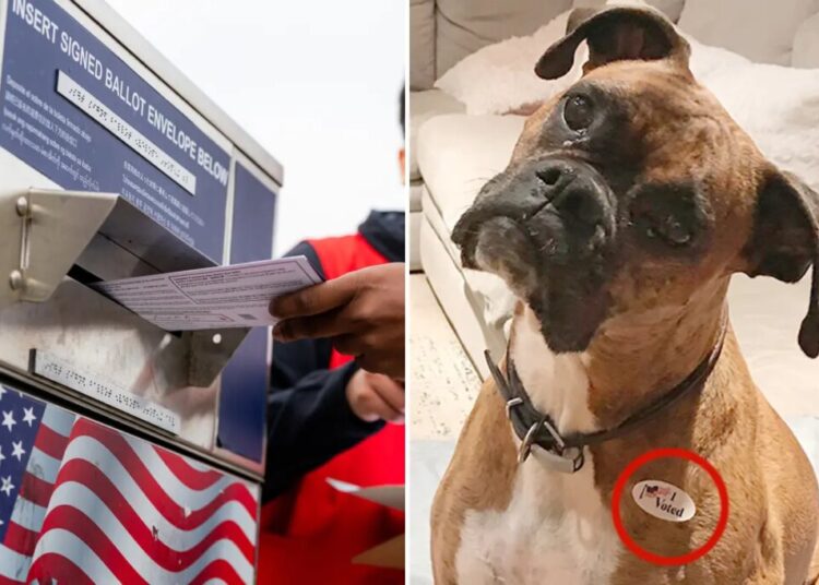 California’s doggone voting disaster reveals a loophole lawmakers can’t ignore