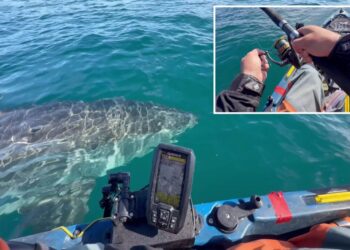 Great white shark gives kayaker fright of his life while fishing off California coast