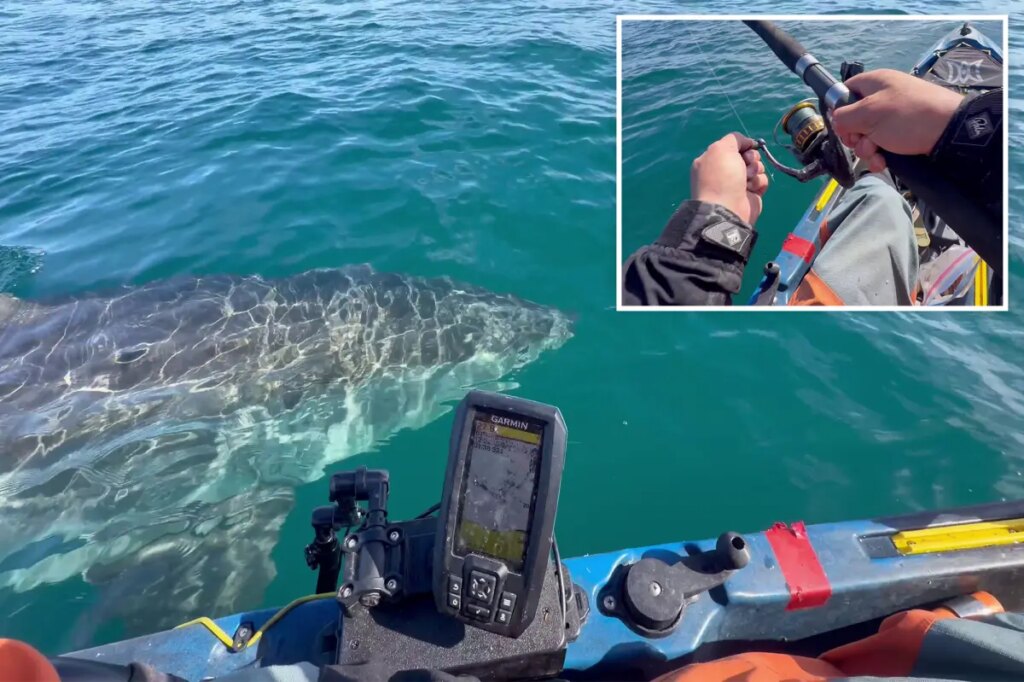 Great white shark gives kayaker fright of his life while fishing off California coast