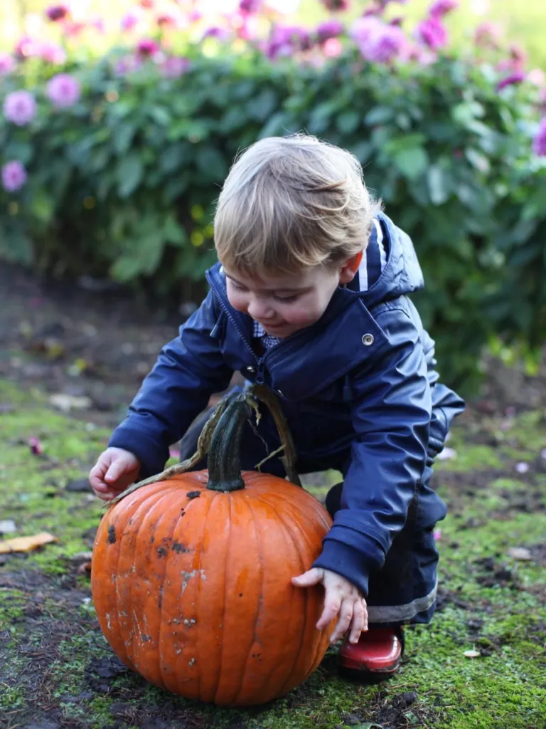 A toddler wearing a blue jacket kneels in a garden and plays with a large pumpkin.