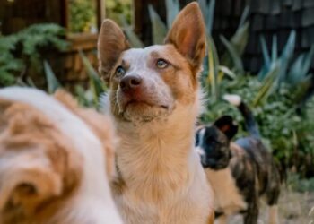 The Man in Search of the Perfect Dog