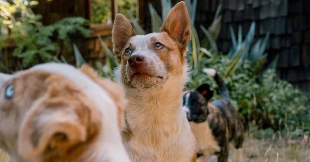 The Man in Search of the Perfect Dog