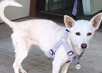 Luna, a Dog Who Was Lost in Yellowstone for a Month, Is Found Safe