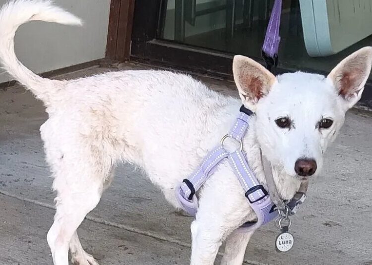 Luna, a Dog Who Was Lost in Yellowstone for a Month, Is Found Safe