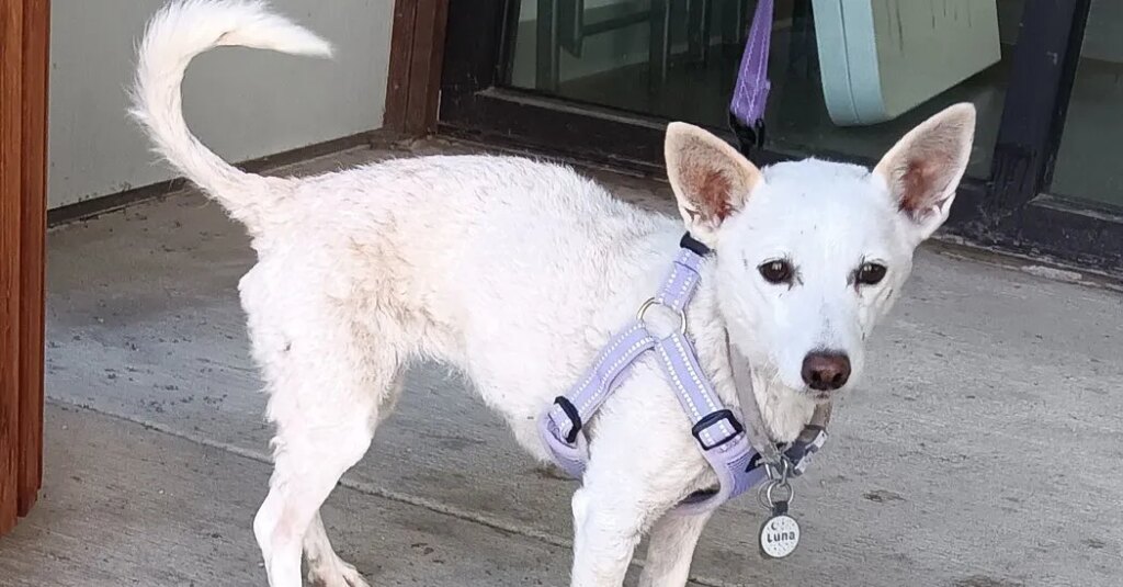 Luna, a Dog Who Was Lost in Yellowstone for a Month, Is Found Safe