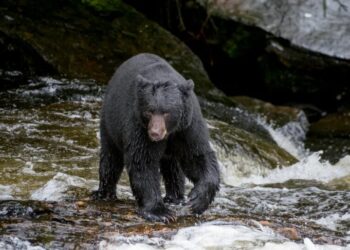 Trump Rule Lets Alaska Hunters Lure Bears With Bacon-Greased Doughnuts