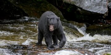Trump Rule Lets Alaska Hunters Lure Bears With Bacon-Greased Doughnuts