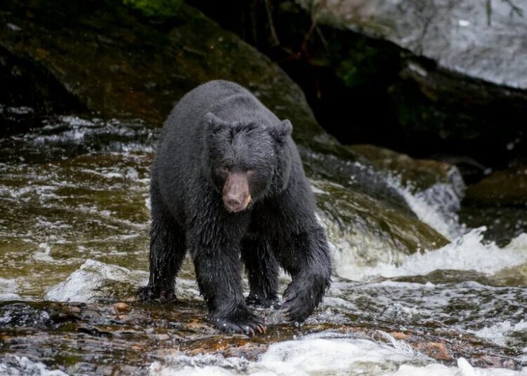 Trump Rule Lets Alaska Hunters Lure Bears With Bacon-Greased Doughnuts