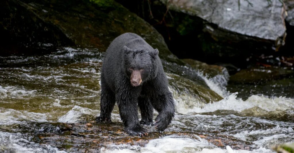 Trump Rule Lets Alaska Hunters Lure Bears With Bacon-Greased Doughnuts