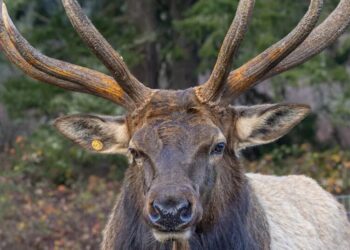 Bruiser the Elk Left His Herd for an Island and Made It Home