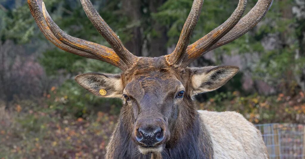 Bruiser the Elk Left His Herd for an Island and Made It Home