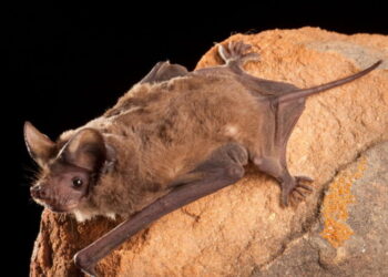Los Angeles County reported 69 rabid bats. What you need to know
