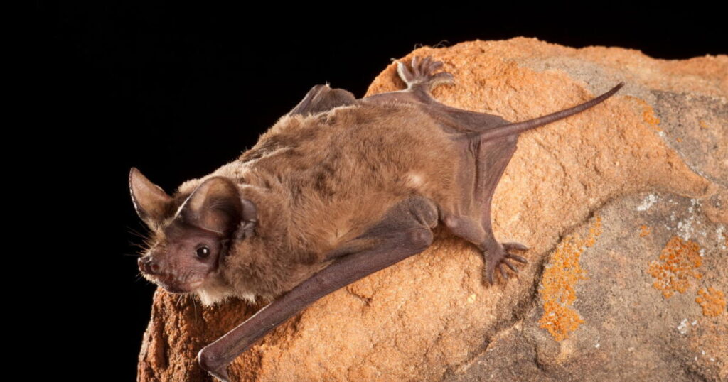 Los Angeles County reported 69 rabid bats. What you need to know
