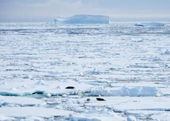 The MacArthur ‘Genius’ Studying Sea Ice Secrets
