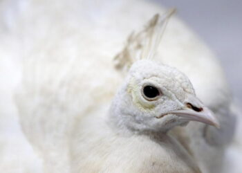 Pasadena’s white peacock Sugar, beaten by mail carrier, is relocated to private California ranch