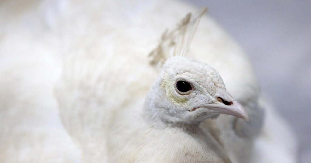 Pasadena’s white peacock Sugar, beaten by mail carrier, is relocated to private California ranch