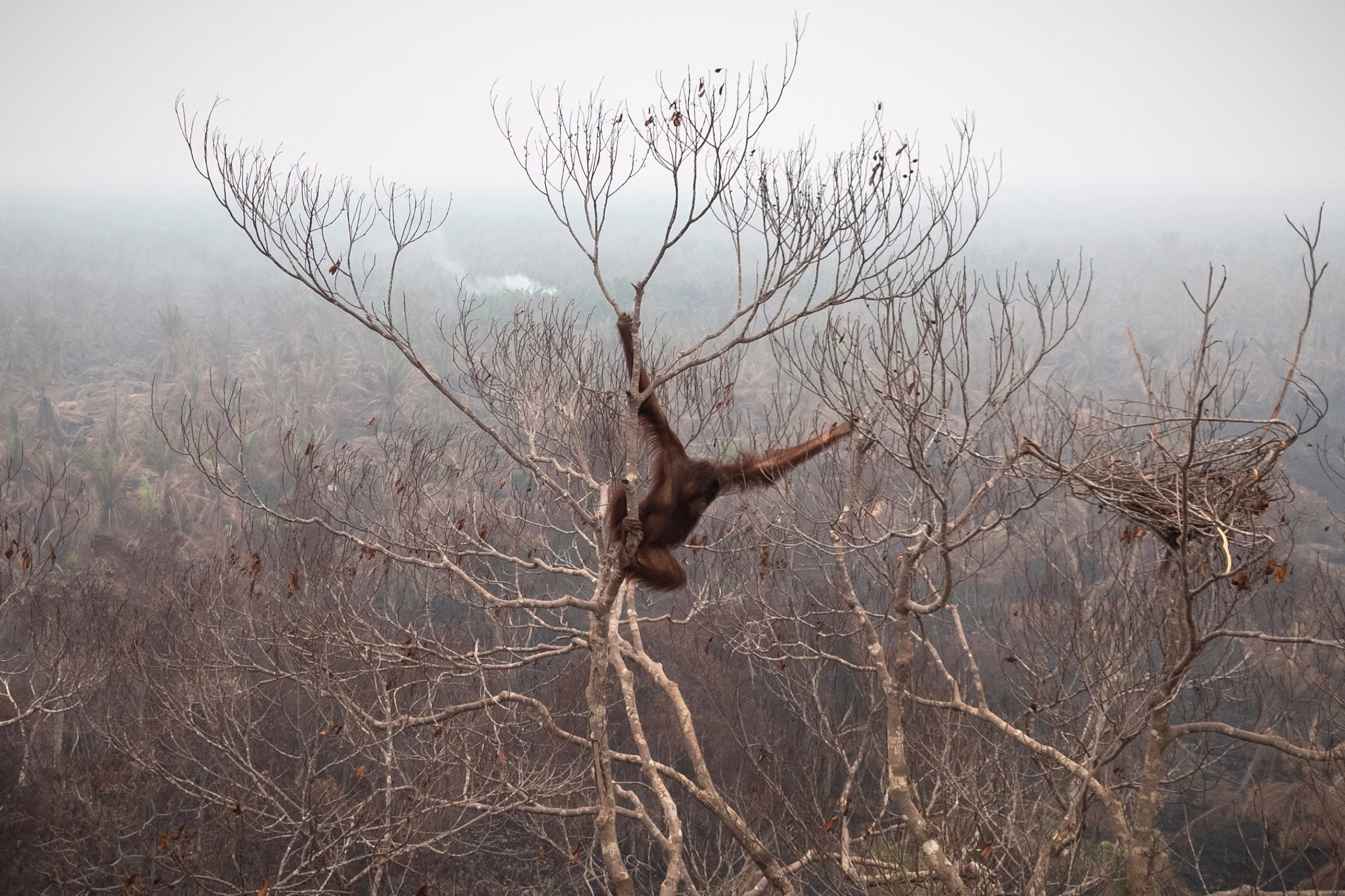 A drone view of an orangutan hanging from a tall, bare tree