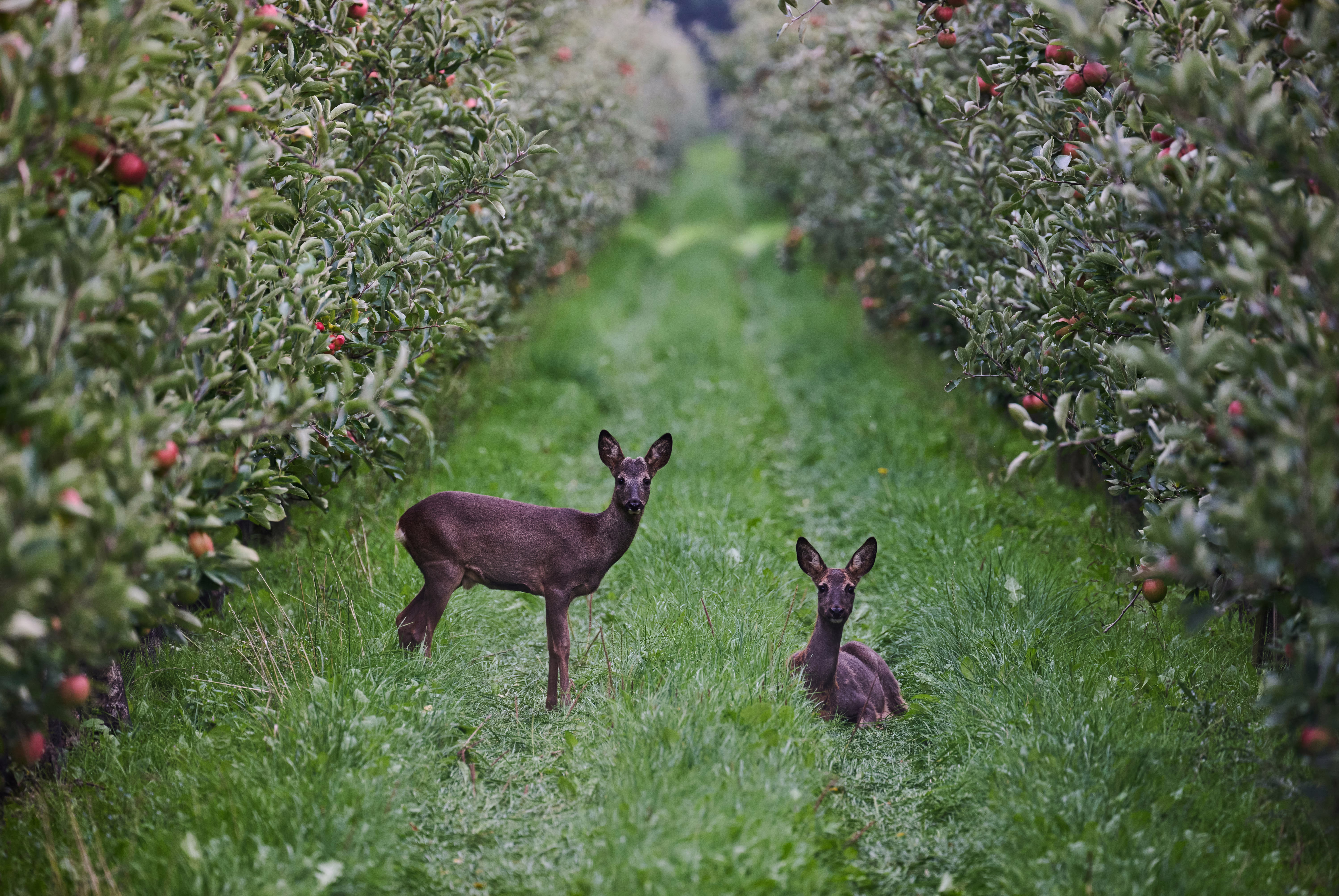 Two deer, seen in an apple orchard