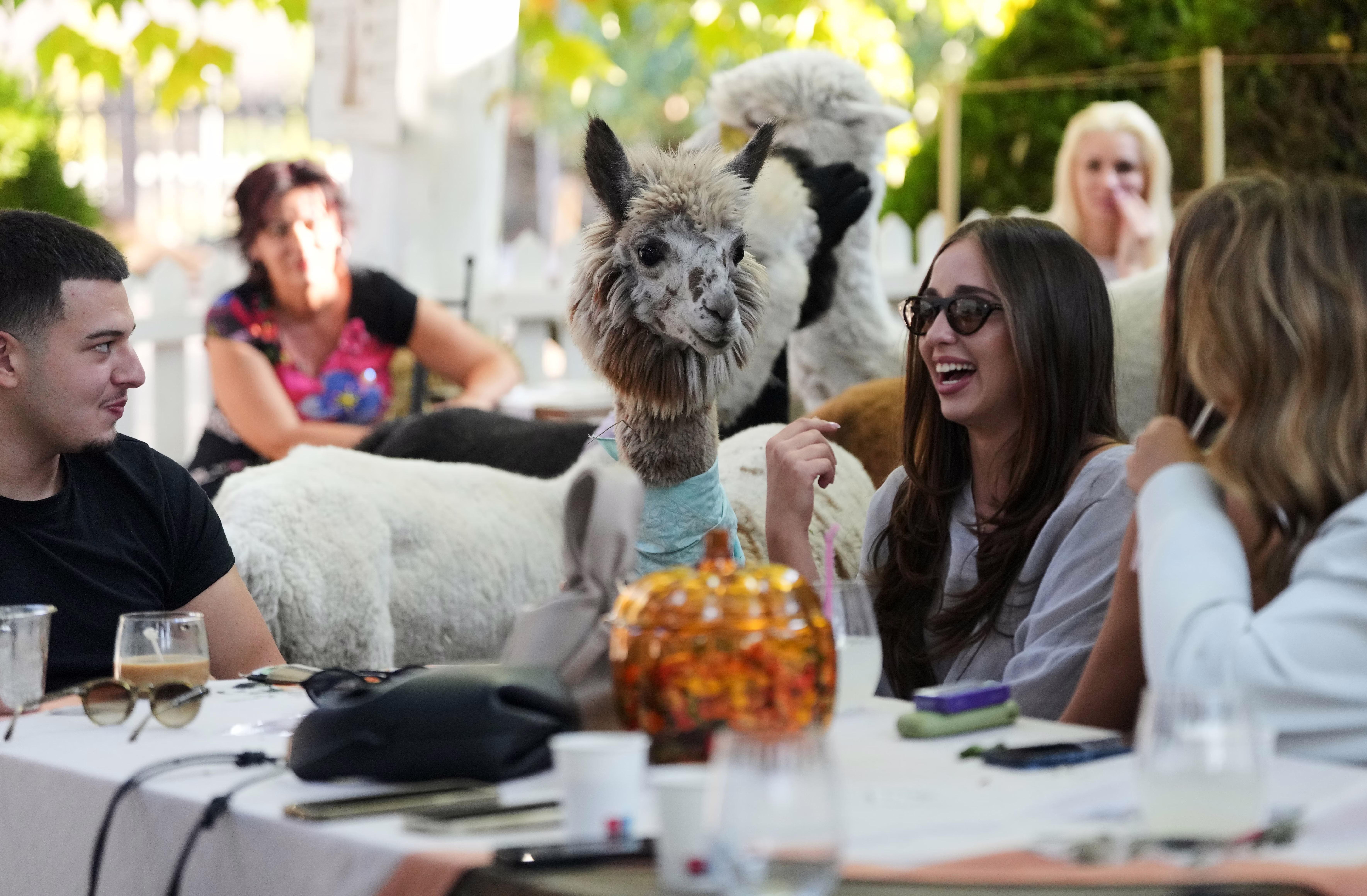 People in an outdoor restaurant smile as several alpacas walk among them.