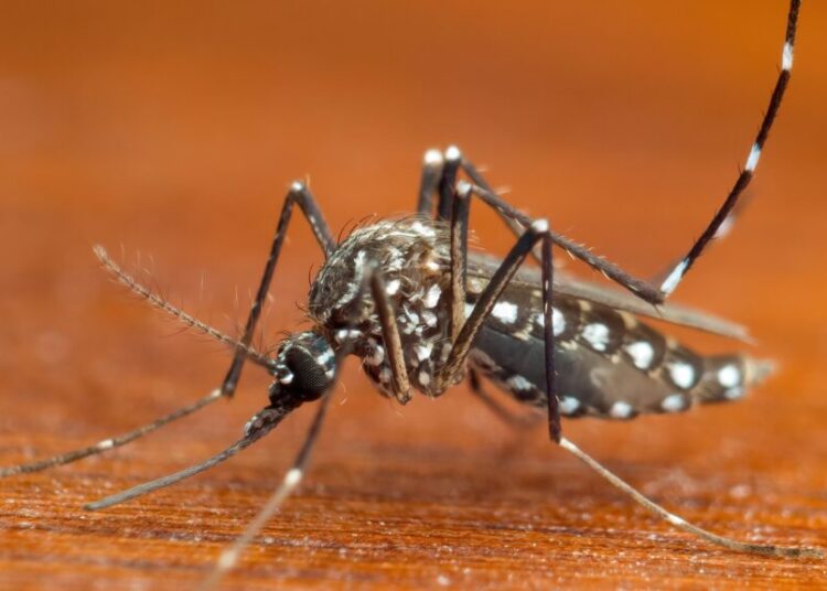 What to Know About the Dengue Outbreak in the U.S.