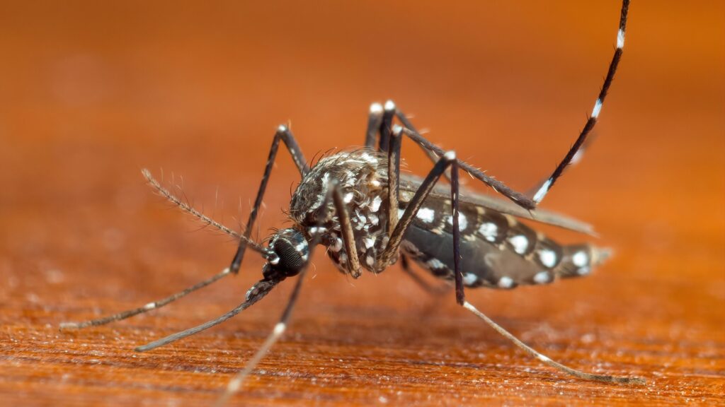 What to Know About the Dengue Outbreak in the U.S.