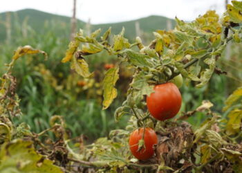 Beef, tomatoes and seaweed are getting pricier as extreme weather hits harvests