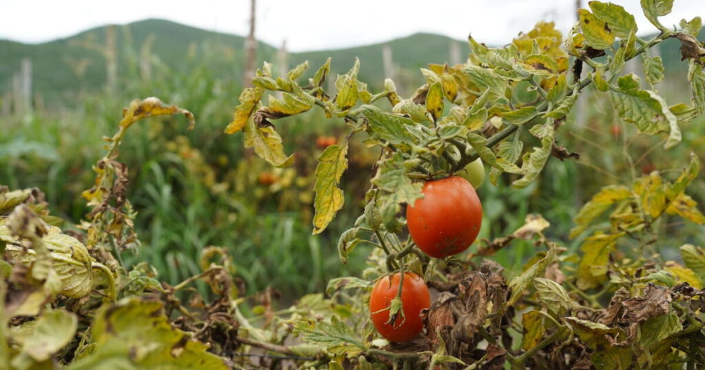 Beef, tomatoes and seaweed are getting pricier as extreme weather hits harvests