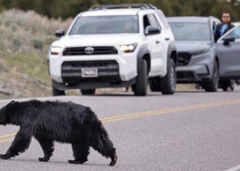 14 bears captured and killed at Montana home, amid rise in human-bear encounters