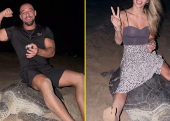 In Case You Still Have Faith in Humanity, Here’s an Influencer “Riding” a Sea Turtle While It Tries to Lay Eggs