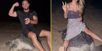 In Case You Still Have Faith in Humanity, Here’s an Influencer “Riding” a Sea Turtle While It Tries to Lay Eggs