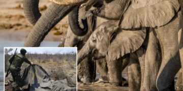 Botswana approves killing of 23 elephants for independence celebrations