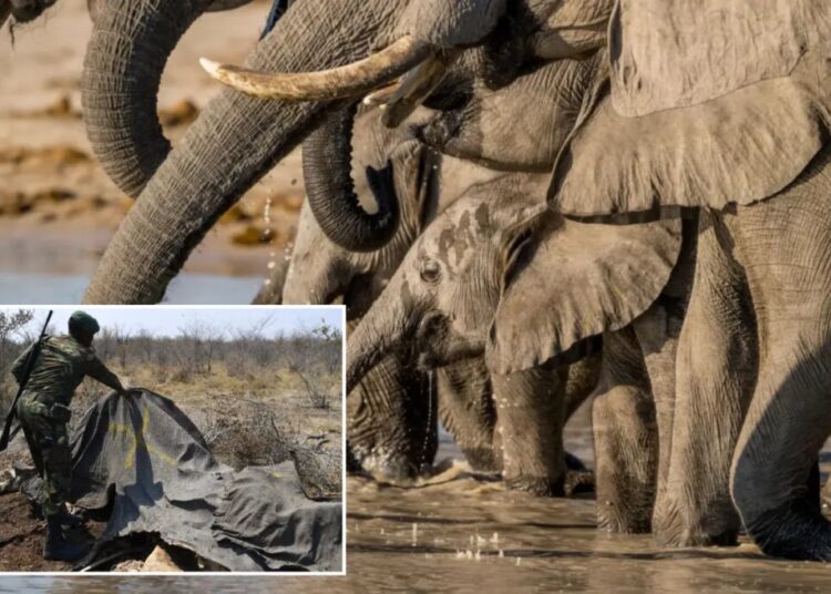 Botswana approves killing of 23 elephants for independence celebrations