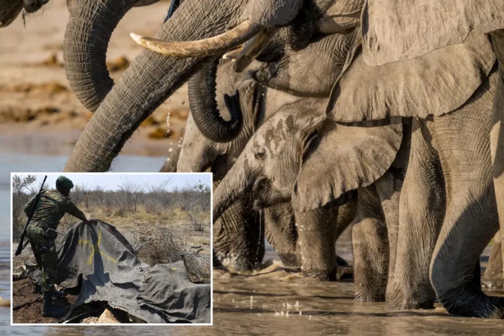 Botswana approves killing of 23 elephants for independence celebrations