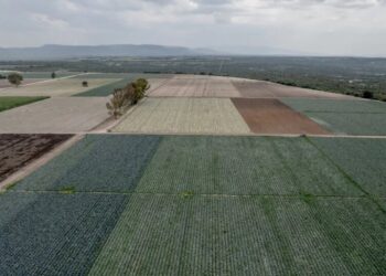F.D.A. Found Cyclospora During Taylor Farms Inspection in Mexico