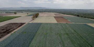 F.D.A. Found Cyclospora During Taylor Farms Inspection in Mexico