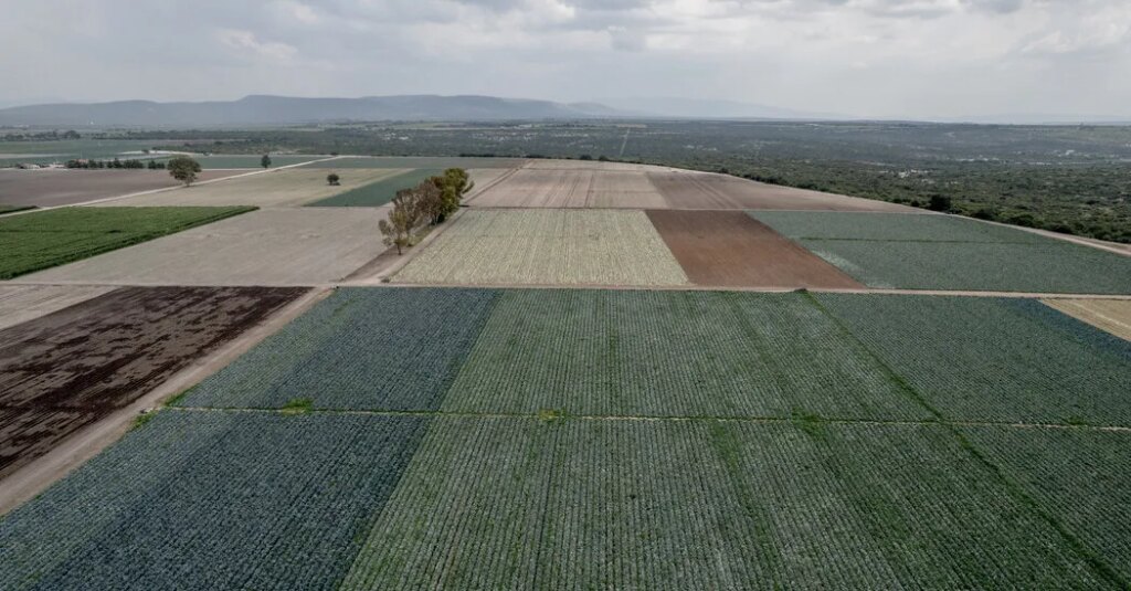 F.D.A. Found Cyclospora During Taylor Farms Inspection in Mexico