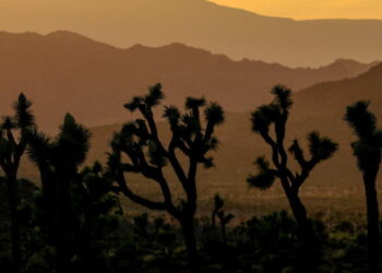Joshua tree preservation projects scrapped after Trump administration blocks funding