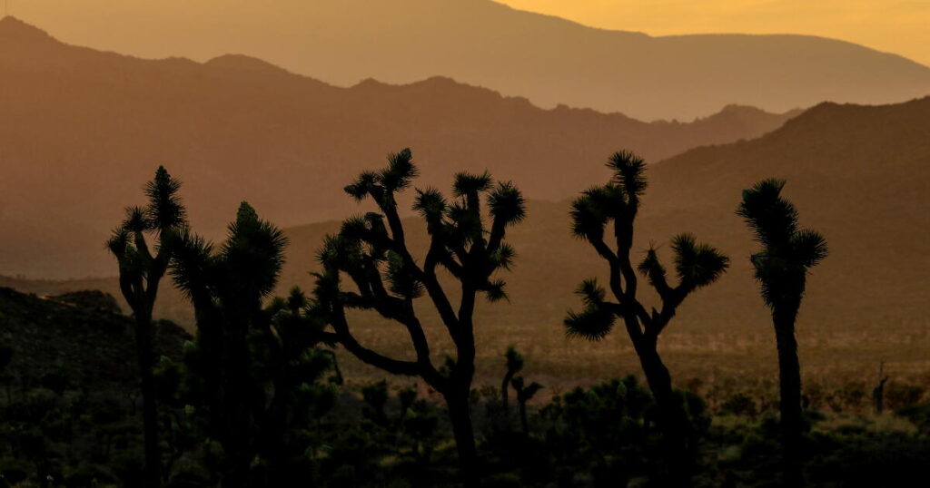 Joshua tree preservation projects scrapped after Trump administration blocks funding