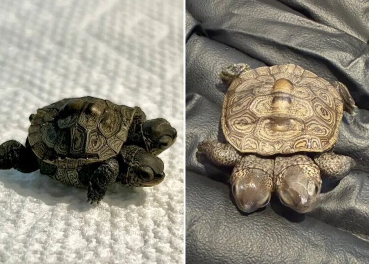 ‘Especially rare’ two-headed baby turtle found in Cape Cod