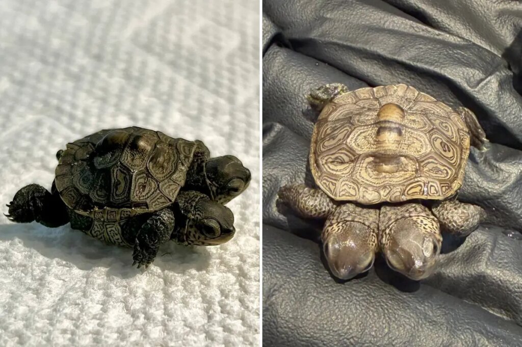 ‘Especially rare’ two-headed baby turtle found in Cape Cod