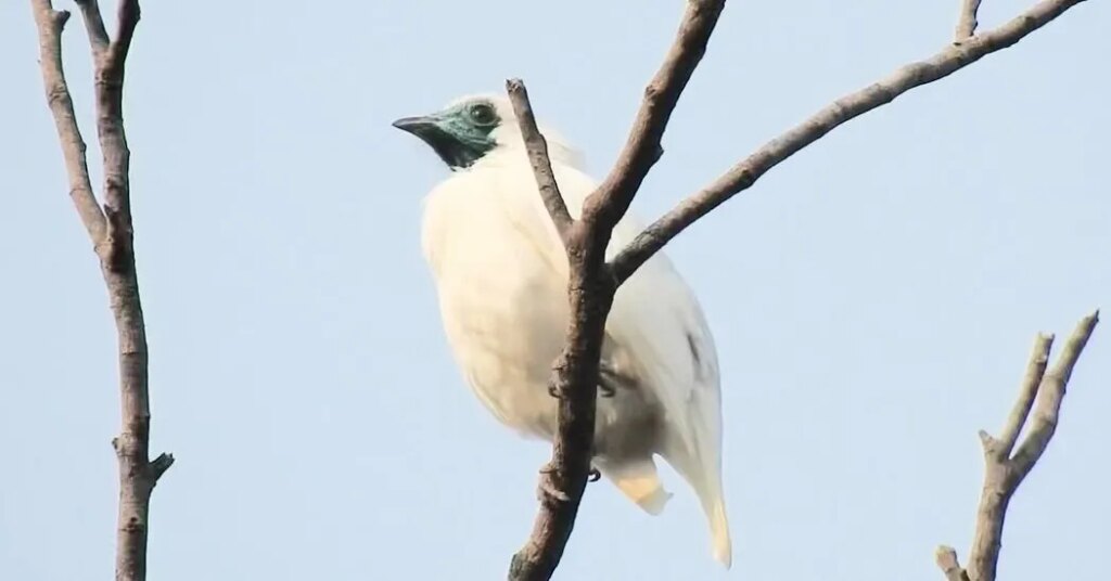 These Birds Are Louder Than Elephants, Jackhammers and Chain Saws