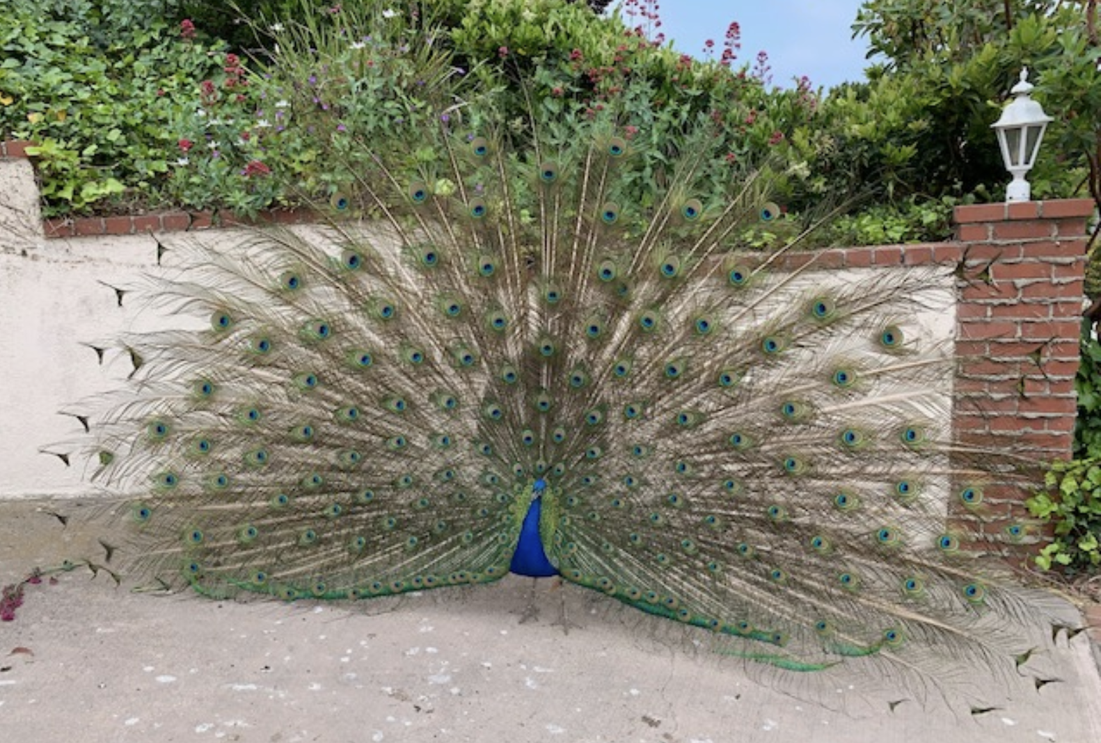 A peacock displaying its feathers