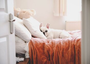 How to keep pet hair, and other pettish problems, from fouling your bed