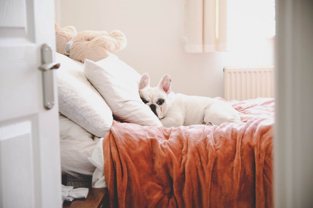 How to keep pet hair, and other pettish problems, from fouling your bed