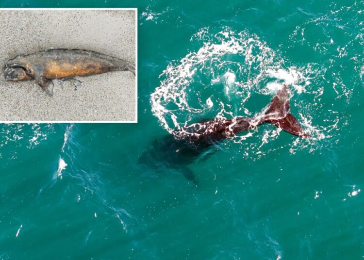 Scientists search for answers as baby whales wash up dead in Argentina