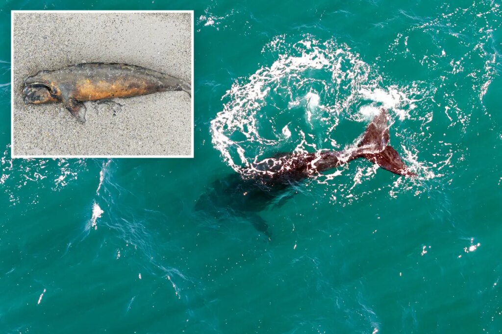Scientists search for answers as baby whales wash up dead in Argentina