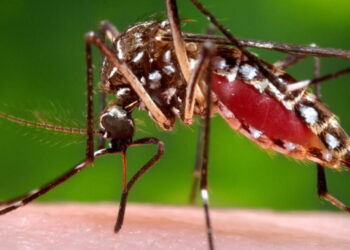 Florida’s dengue outbreak is now the largest in the continental U.S. in decades